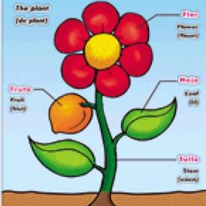Ciclo de vida