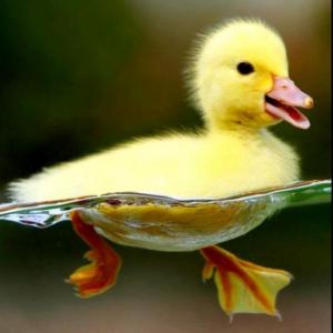 EL NOMBRE DE LOS ANIMALES