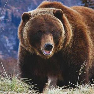 PRESENTANCIÓN DE ANIMALES