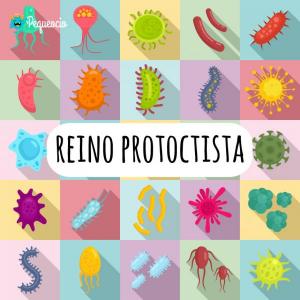 Protoctistas