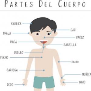 Cuerpo humano