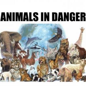 Animales en peligro de extinción