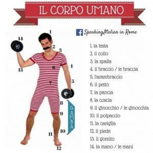 Portada del juego IL CORPO – Idiomas