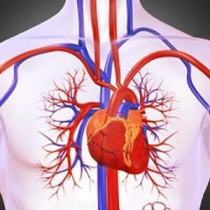 Imagen de portada del videojuego educativo: El Sistema Circulatorio, de la temática Ciencias