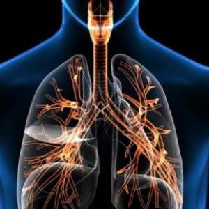 El Sistema Respiratorio