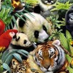 Imagen de portada del videojuego educativo: animales de la selva, de la temática Ciencias