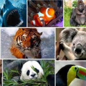 Conocemos animales