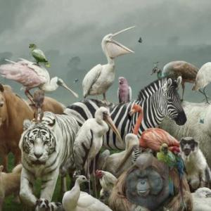 Imagen de portada del videojuego educativo: Memoria animal, de la temática Biología