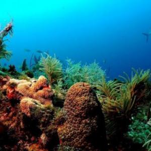 SEA ANIMALS