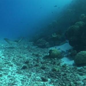 SEA ANIMALS