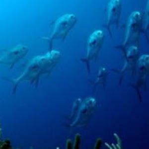 SEA ANIMALS