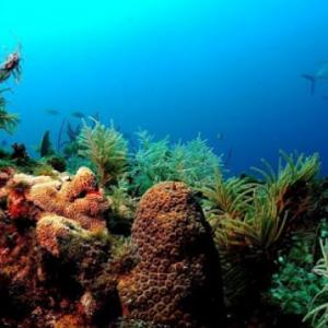 SEA ANIMALS