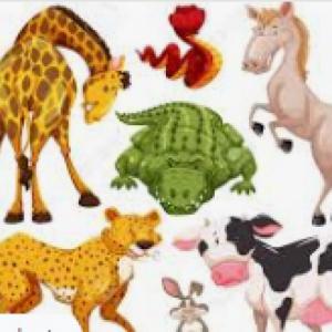 Animals riddle