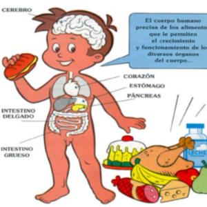 Imagen de portada del videojuego educativo: PREGUNTAS SOBRE EL SISTEMA DIGESTIVO, de la temática Ciencias