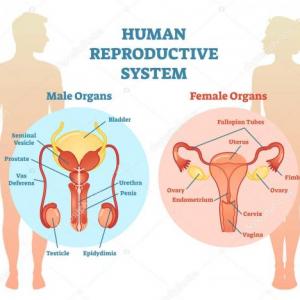 Sistema reproductor