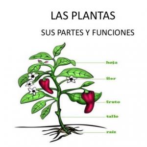 ADIVINO LAS PARTES DE LA PLANTA