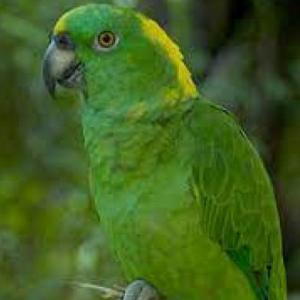 JUEGO MULTINIVEL DE ANIMALES