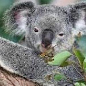 ANIMALES Y SUS CONTINENTES