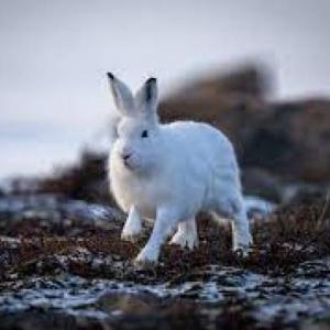 ANIMALES DE CLIMA FRIO