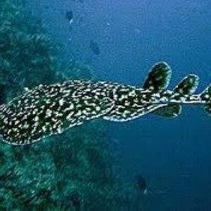 ANIMALES MARINOS