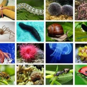 Animales Invertebrados