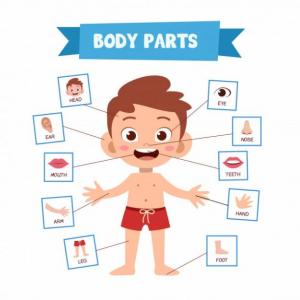 PARTES DEL CUERPO