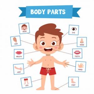 PARTES DEL CUERPO
