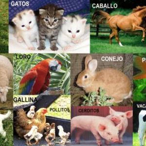 ANIMALES 