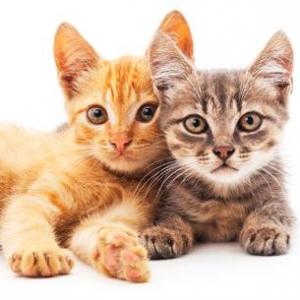ANIMALES  DOMESTICOS Y SALVAJES