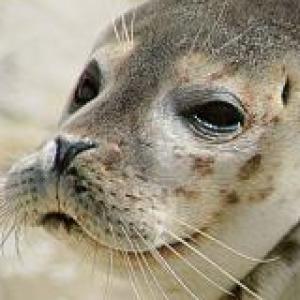 Animales
