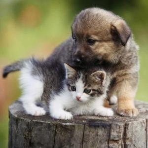 Animales