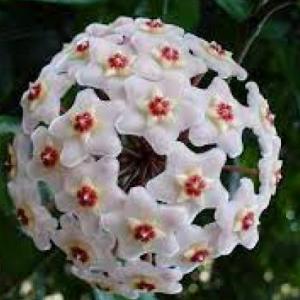 FLORES EN EL MUNDO