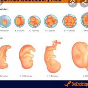 Etapas del 4 al 6 mes de embarazo