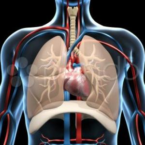 JUEGO CARDIO-VASCULAR