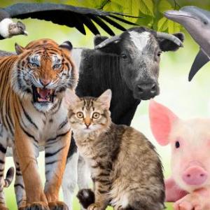 Animales