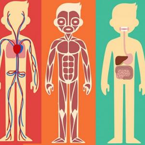 sistemas del cuerpo humano