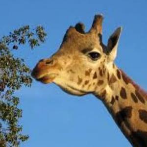 Animales de la selva