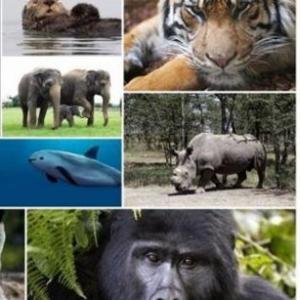 Extinción de los seres vivos 
