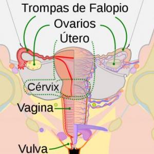 Aparato Reproductor Femenino