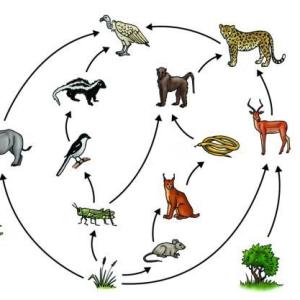 Animales carroñeros