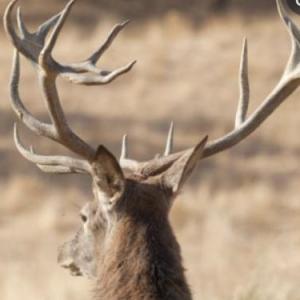 Animales