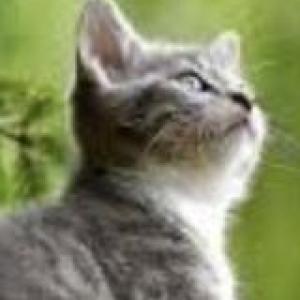 ANIMALES SEGÚN SU ECOSISTEMA 