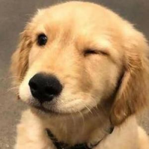 Animal Challenge