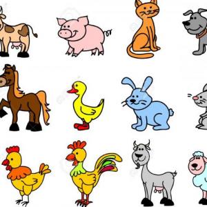 ANIMALES DOMÉSTICOS