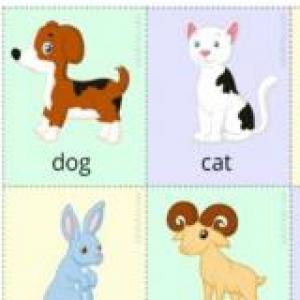 Animal World