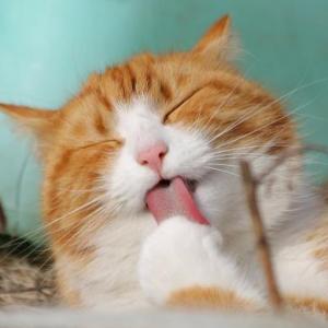 animales