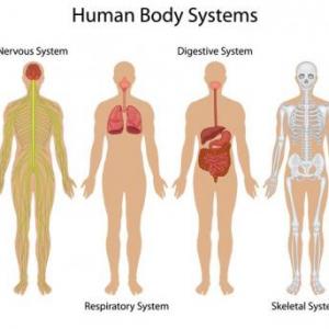 Human Body Systems