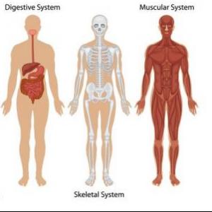 Body systems quizz