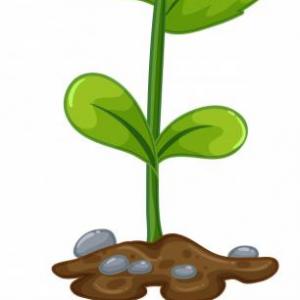 PLANTAS