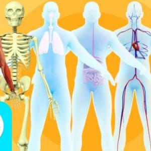 Imagen de portada del videojuego educativo: Juego de la Oca (sistemas del cuerpo humano), de la temática Ciencias